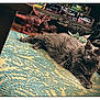 cat, fluffy, gray, rug, patterned_rug, toy_dinosaurs, toy_monsters, figurines, floor, indoor, pet, animal, relaxed, lying_down, eyes, whiskers, claws, home_decor, wooden_floor, collection