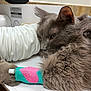 cat, gray_cat, fluffy, bandage, pink_heart, paw, resting, indoor, medical, veterinary, white_surface, closeup, fur, animal, pet, sick_cat, injury, healing, cute, domestic_cat