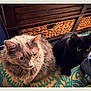 cat, cats, gray_cat, black_cat, pets, indoor, furniture, wooden_cabinet, woven_baskets, rug, patterned_rug, foot, person, curious, sitting, domestic, animal, feline, cozy, home