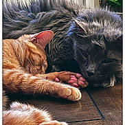 Ewok joined the competition — help win amazing prizes! cat, orange_cat, gray_cat, sleeping, pets, indoor, wooden_floor, closeup, cozy, cute, fur, paw, pink_paw_pads, resting, animal, domestic_animal, two_animals, companions, relaxation, friendship