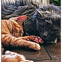 cat, cats, sleeping, nap, ginger_cat, gray_cat, fur, paws, floor, wooden_floor, cozy, close_up, pet, animal, indoor, rest, cute, adorable, friendship, relaxation