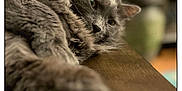 Ewok is registered to the contest to win money with this photo: cat, gray_cat, fluffy_fur, relaxed, lounging, wooden_surface, indoor, close_up, shallow_depth_of_field, blurred_background, green_plant, cozy, pet, animal, feline, whiskers, ears, soft_fur, resting, domestic