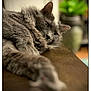 cat, gray_cat, fluffy_fur, relaxed, lounging, wooden_surface, indoor, close_up, shallow_depth_of_field, blurred_background, green_plant, cozy, pet, animal, feline, whiskers, ears, soft_fur, resting, domestic