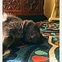 cat, gray_cat, fluffy, indoor, rug, patterned_rug, furniture, wooden_furniture, relaxed, sleepy, pet, animal, cozy, closeup, laying_down, floor, home, domestic_cat, eyes_open, calm