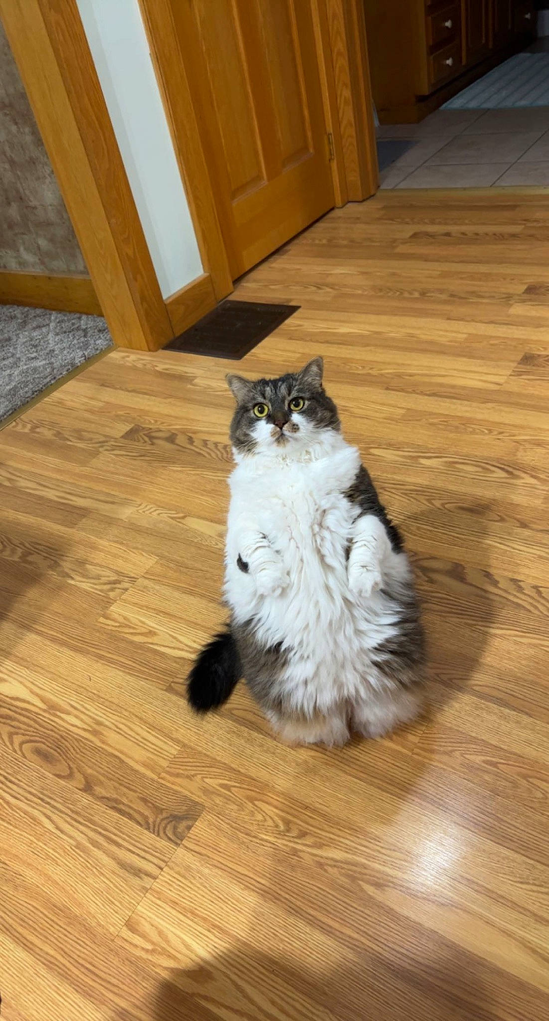 Midge is registered to the contest to win money with this photo: cabinetry, carnivore, cat, domestic_short_haired_cat, felidae, floor, flooring, fur, hardwood, laminate_flooring, plank, plywood, room, small_to_medium_sized_cats, tail, varnish, whiskers, wood, wood_flooring, wood_stain