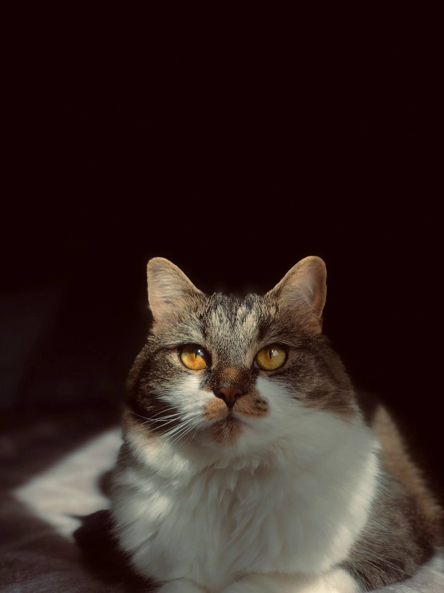 Midge joined the competition — help win amazing prizes! art, carnivore, cat, domestic_short_haired_cat, eye, felidae, fur, paw, small_to_medium_sized_cats, snout, tail, terrestrial_animal, whiskers, window