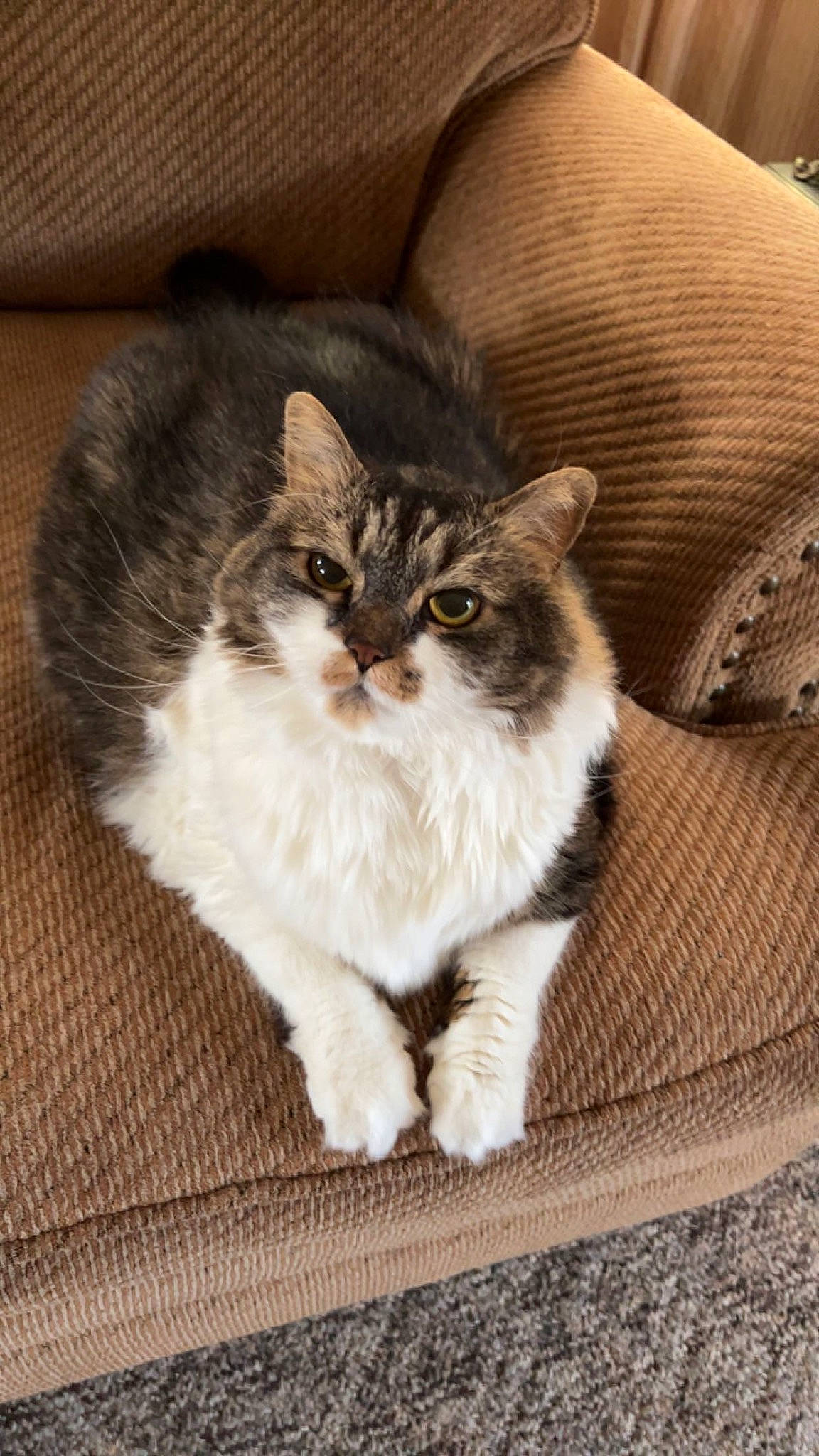 Midge joined the competition — help win amazing prizes! brown, carnivore, cat, claw, comfort, domestic_short_haired_cat, fawn, felidae, flooring, fur, hardwood, paw, sitting, small_to_medium_sized_cats, snout, tail, terrestrial_animal, whiskers, wood