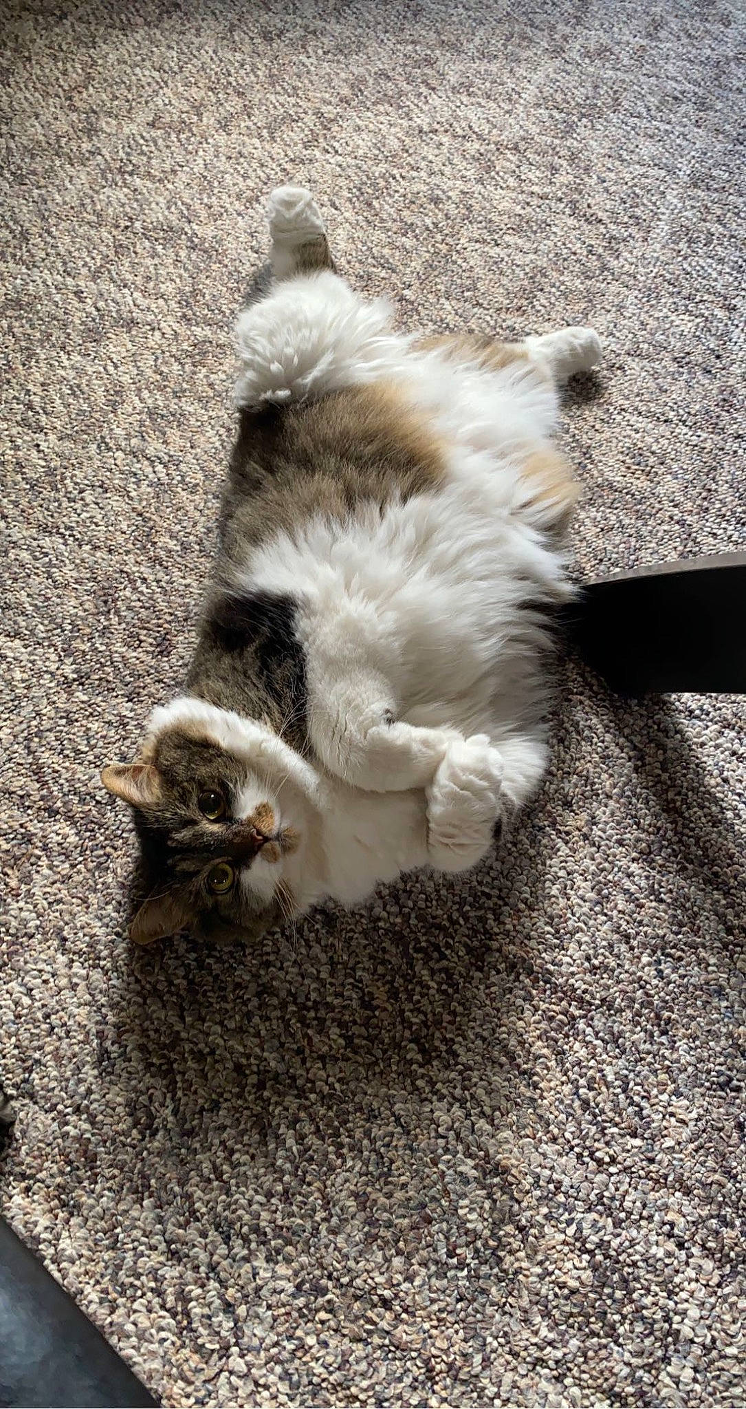 Midge joined the competition — help win amazing prizes! asphalt, canidae, carnivore, cat, dog_breed, domestic_short_haired_cat, fawn, felidae, flooring, fur, grass, grey, paw, road_surface, small_to_medium_sized_cats, snout, sporting_group, tail, whiskers, wood