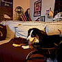 dog, couch, blanket, living_room, wall_decor, poster, flag, hat, furniture, indoor, pet, brown, black, white, blurred, cozy, home, relaxing, animal, canine