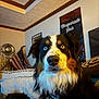 Krypto joined the competition — help win amazing prizes! dog, indoor, portrait, heterochromia, blue_eye, yellow_eye, fur, collar, tag, flag, poster, home_decor, sofa, animal, pet, companion, close_up, brown, black, white