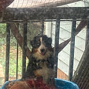 Krypto is registered to the contest to win money with this photo: dog, porch, plastic_bed, blanket, window_screen, fence, outdoor, pet, happy_dog, smudged_glass, mesh_screen, wooden_rail, fur, animal, blue_bed, sitting, tongue_out, smile, house_siding, daylight