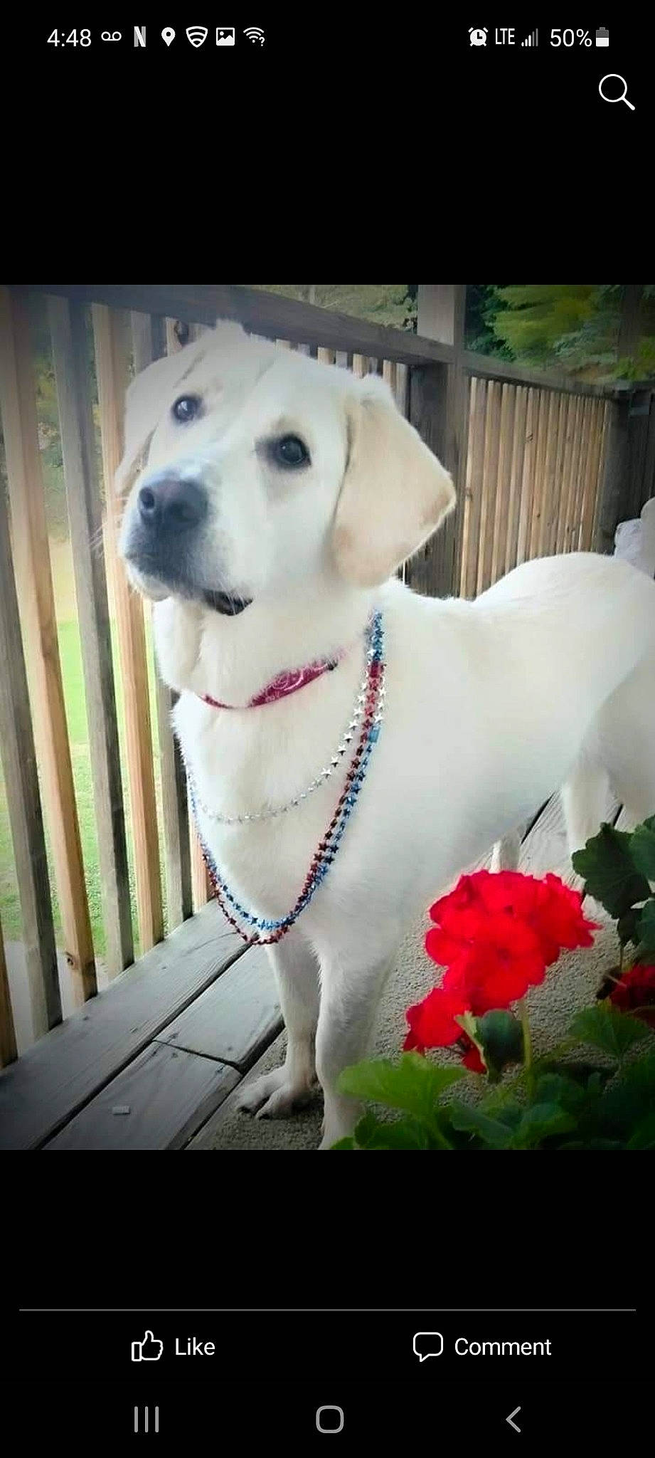 Patty is registered to the contest to win money with this photo: canidae, carnivore, collar, companion_dog, dog, dog_breed, dog_collar, dog_supply, fawn, fence, flower, leash, pet_supply, petal, plant, snout, sporting_group, tail, whiskers, working_animal