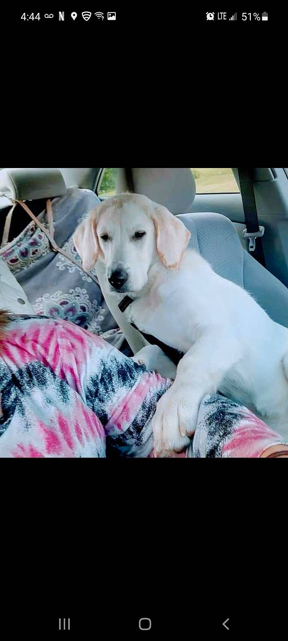 Patty is registered to the contest to win money with this photo: canidae, carnivore, collar, comfort, companion_dog, dog, dog_breed, dog_collar, dog_supply, fawn, fur, guard_dog, labrador_retriever, metal, nap, puppy_love, retriever, snout, sporting_group, working_animal