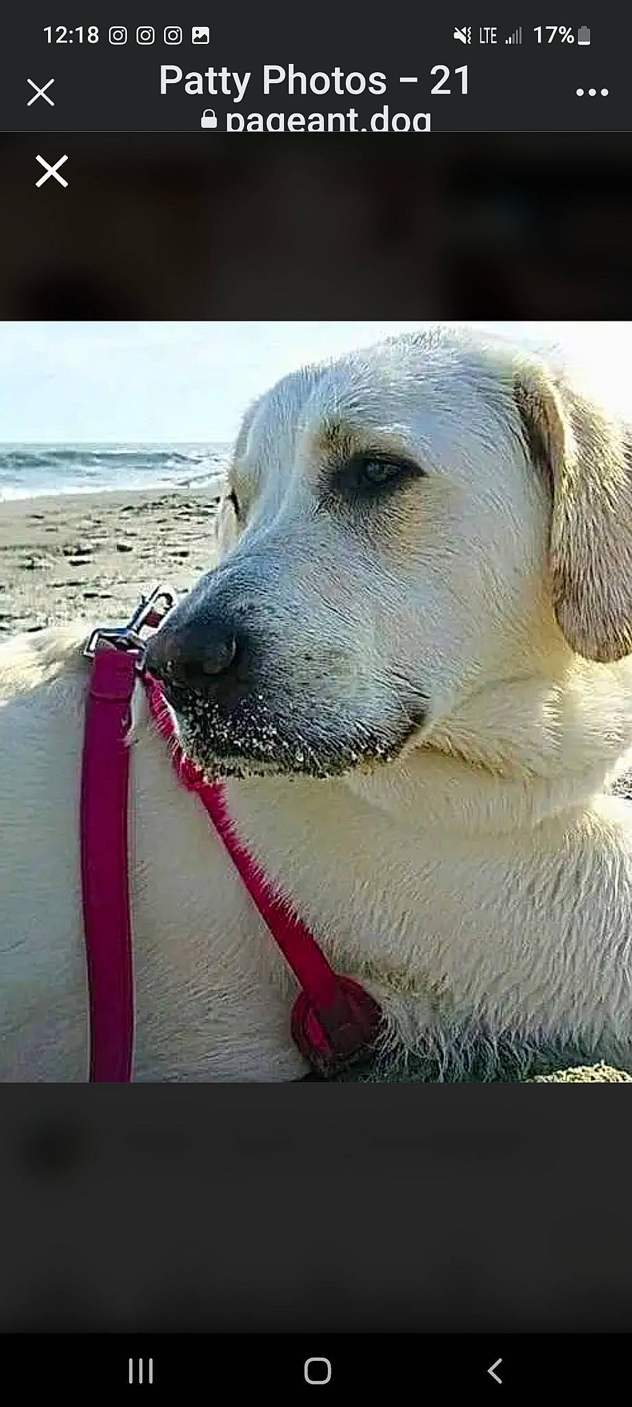 Patty joined the competition — help win amazing prizes! beach, canidae, carnivore, collar, companion_dog, dog, dog_breed, dog_collar, fawn, fur, non_sporting_group, pet_supply, sporting_group, terrestrial_animal, water, whiskers, working_animal, working_dog