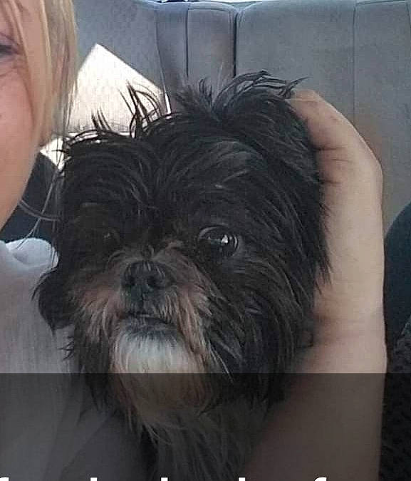 Presley Marie joined the competition — help win amazing prizes! canidae, carnivore, comfort, companion_dog, dog, dog_breed, fur, liver, maltepoo, non_sporting_group, pekapoo, shih_poo, shih_tzu, small_terrier, snout, sporting_group, terrestrial_animal, terrier, toy_dog, working_animal