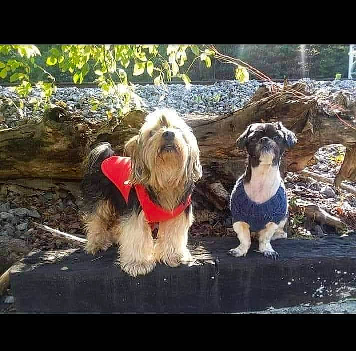 Presley Marie is registered to the contest to win money with this photo: canidae, carnivore, companion_dog, dog, dog_breed, dog_clothes, dog_collar, dog_supply, fawn, fur, liver, pet_supply, small_terrier, snout, soil, sporting_group, terrier, toy_dog, water_dog, working_animal