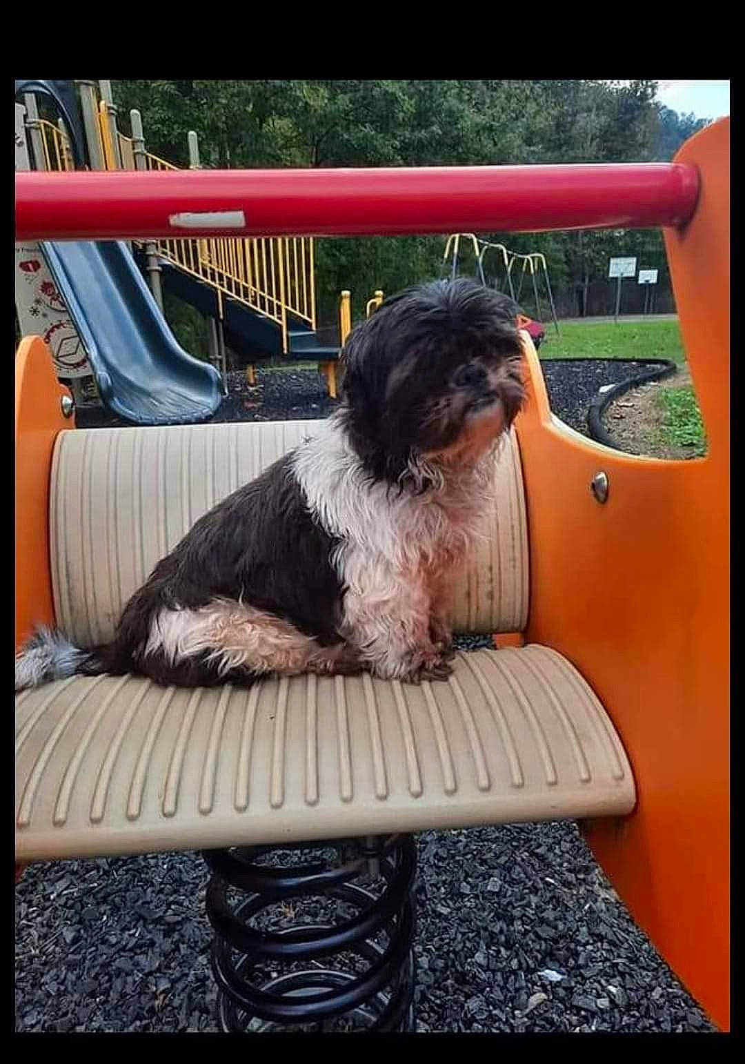 Presley Marie joined the competition — help win amazing prizes! automotive_exterior, canidae, carnivore, chair, comfort, companion_dog, dog, dog_breed, home, motor_vehicle, rectangle, shade, sitting, sporting_group, tints_and_shades, toy_dog, vehicle_door, vertebrate, working_animal, yorkipoo
