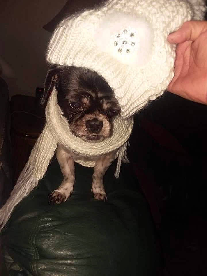 Presley Marie joined the competition — help win amazing prizes! beard, cap, carnivore, companion_dog, dog, dog_breed, dog_clothes, dress, eyewear, fawn, fur, glasses, hat, headgear, personal_protective_equipment, sleeve, snout, sunglasses, t_shirt, toy_dog