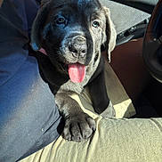 Shelby is registered to the contest to win money with this photo: puppy, dog, black_dog, tongue_out, pet, animal, car_interior, lap, sunlight, happy, cute, close_up, nose, paw, seat, clothing, human, window, steering_wheel, shadow