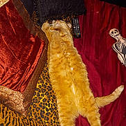 Marmalade joined the competition — help win amazing prizes! animal, bed, blanket, cat, cozy, domestic_cat, feline, fur, indoor, laid_back, leopard_print, orange_cat, pet, pillow, red_blanket, relaxed, remote_control, resting, skeleton_pillow, sleeping