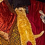 animal, bed, blanket, cat, cozy, domestic_cat, feline, fur, indoor, laid_back, leopard_print, orange_cat, pet, pillow, red_blanket, relaxed, remote_control, resting, skeleton_pillow, sleeping