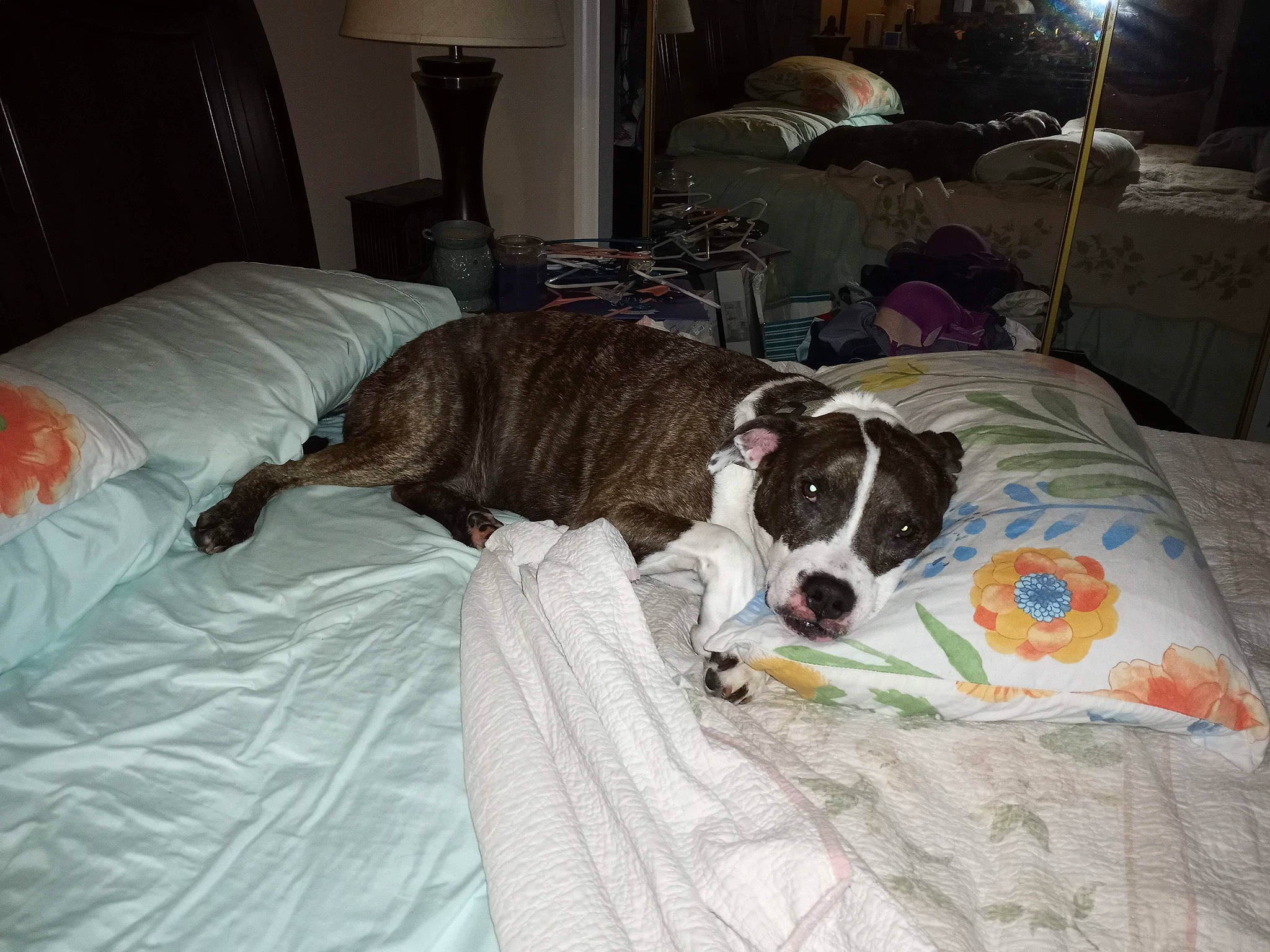 Snickers is registered to the contest to win money with this photo: bed, bedding, carnivore, comfort, companion_dog, couch, dog, dog_breed, dog_supply, fawn, flooring, hardwood, home, lamp, linens, living_room, pillow, room, sporting_group, working_animal