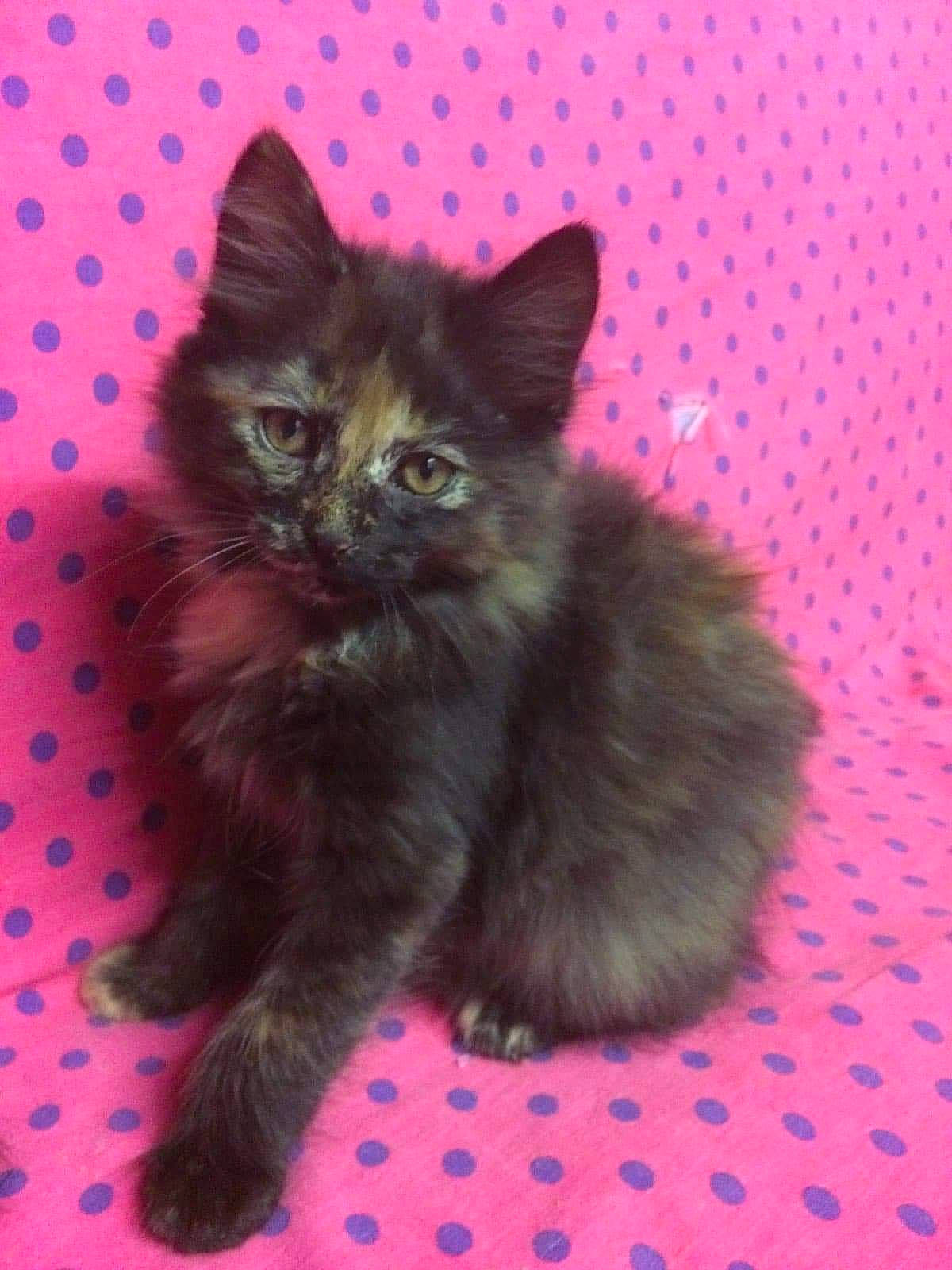 Mina participe au concours pour gagner de l'argent avec cette photo : carnivore, cat, cat_supply, claw, comfort, domestic_short_haired_cat, fawn, felidae, fur, paw, small_to_medium_sized_cats, snout, tail, terrestrial_animal, whiskers