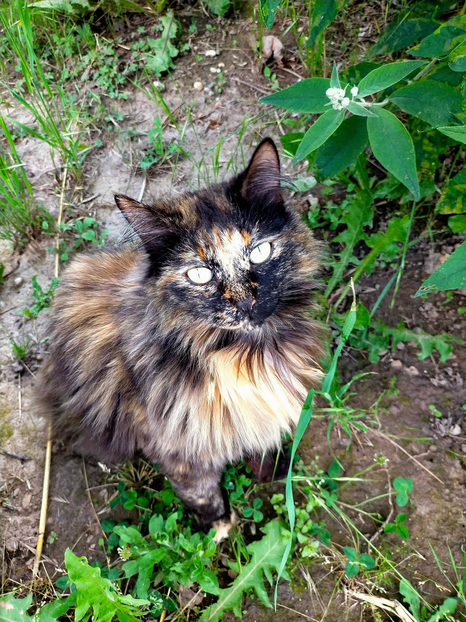 Mina participe au concours pour gagner de l'argent avec cette photo : british_longhair, carnivore, cat, domestic_short_haired_cat, fawn, felidae, fur, grass, groundcover, plant, siberian, small_to_medium_sized_cats, snout, soil, tail, terrestrial_animal, whiskers, wildlife