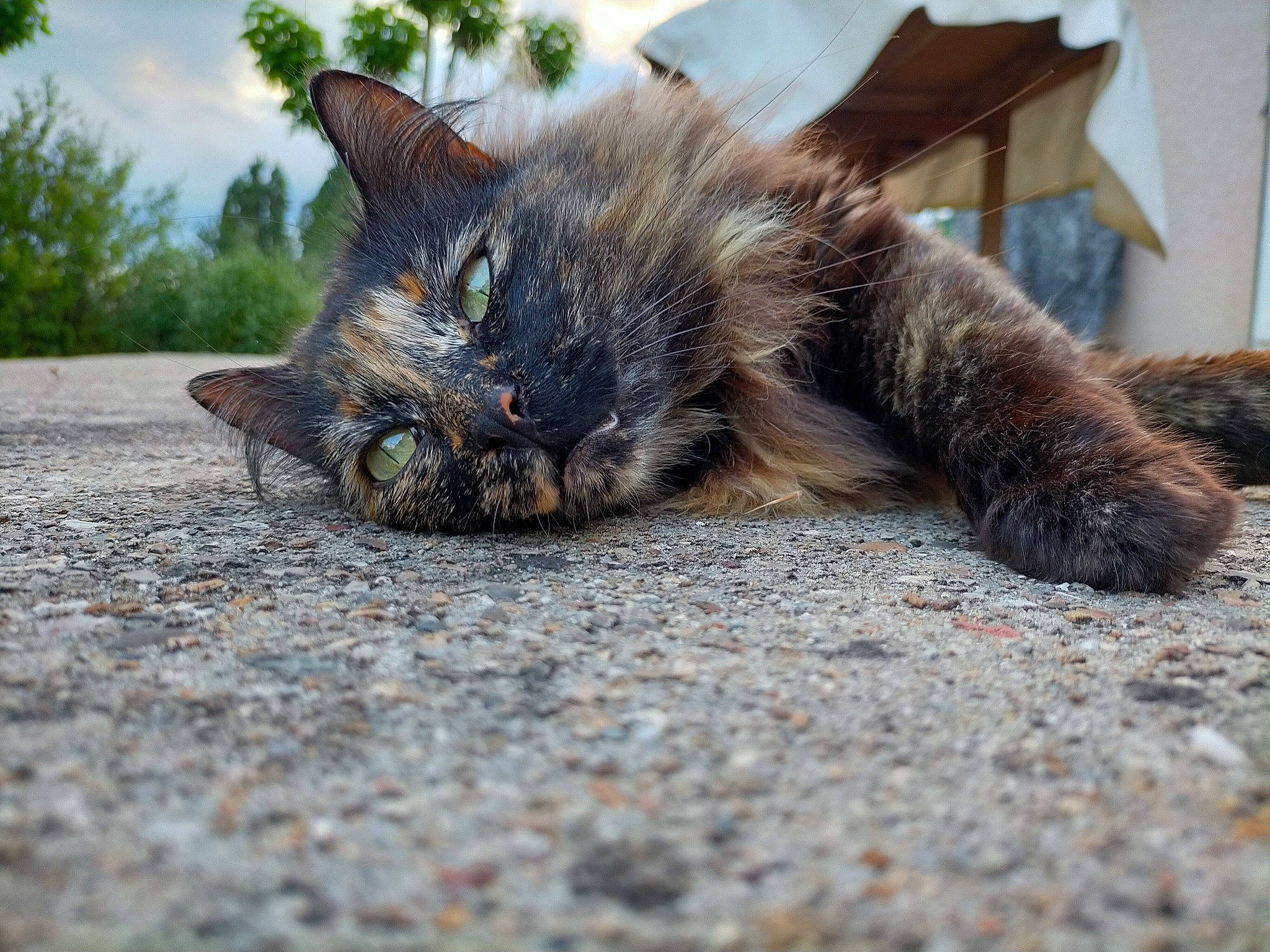 Mina participe au concours pour gagner de l'argent avec cette photo : black_cat, carnivore, cat, claw, cloud, domestic_short_haired_cat, eye, felidae, fur, grass, paw, road_surface, small_to_medium_sized_cats, snout, soil, tail, terrestrial_animal, tree, whiskers, wildlife