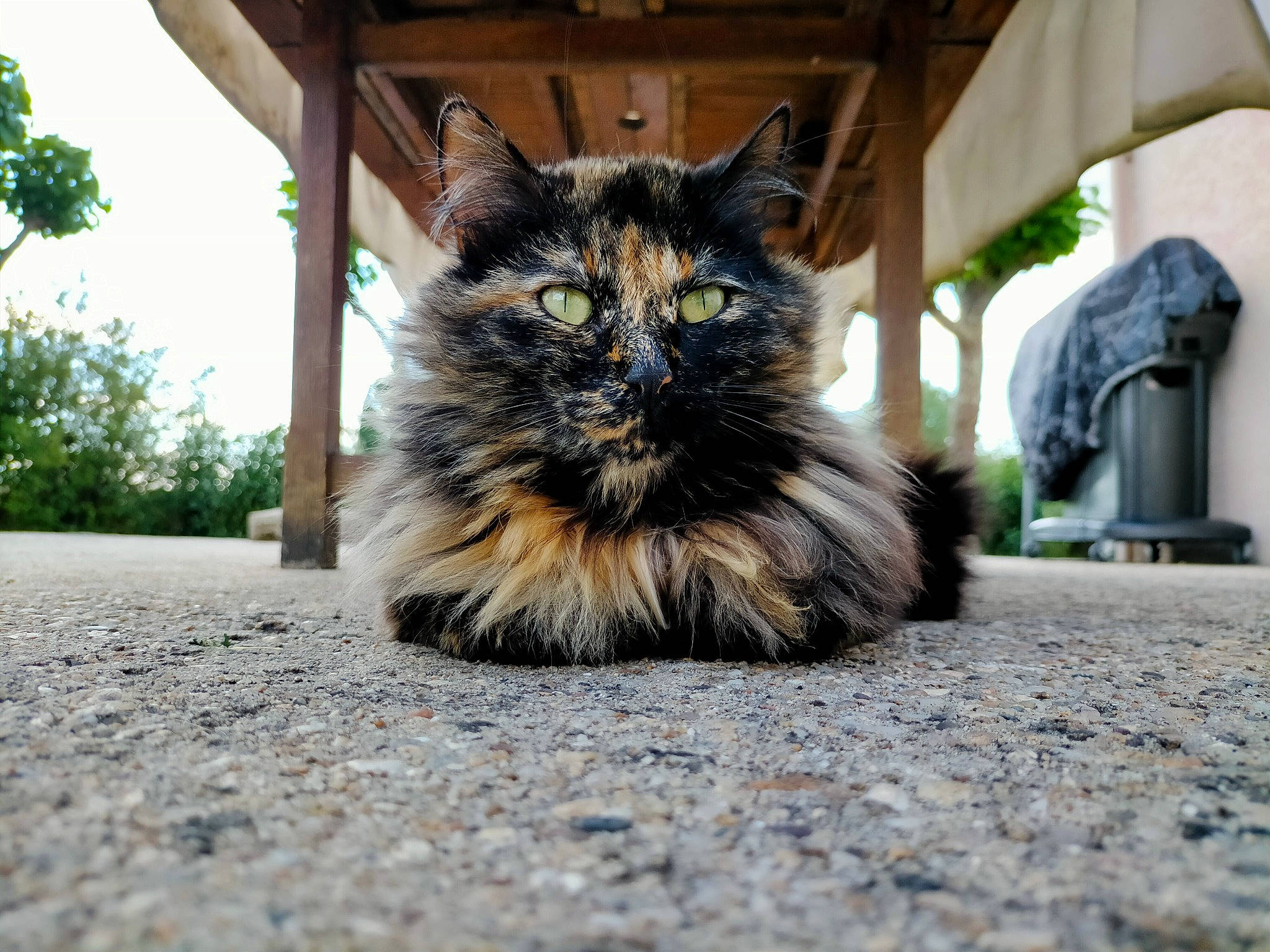 Mina a rejoint le concours — aidez-le/la à gagner de superbes lots ! asphalt, carnivore, cat, claw, domestic_short_haired_cat, felidae, flooring, flowerpot, fur, grass, paw, plant, road_surface, sitting, small_to_medium_sized_cats, street, tail, terrestrial_animal, tree, whiskers