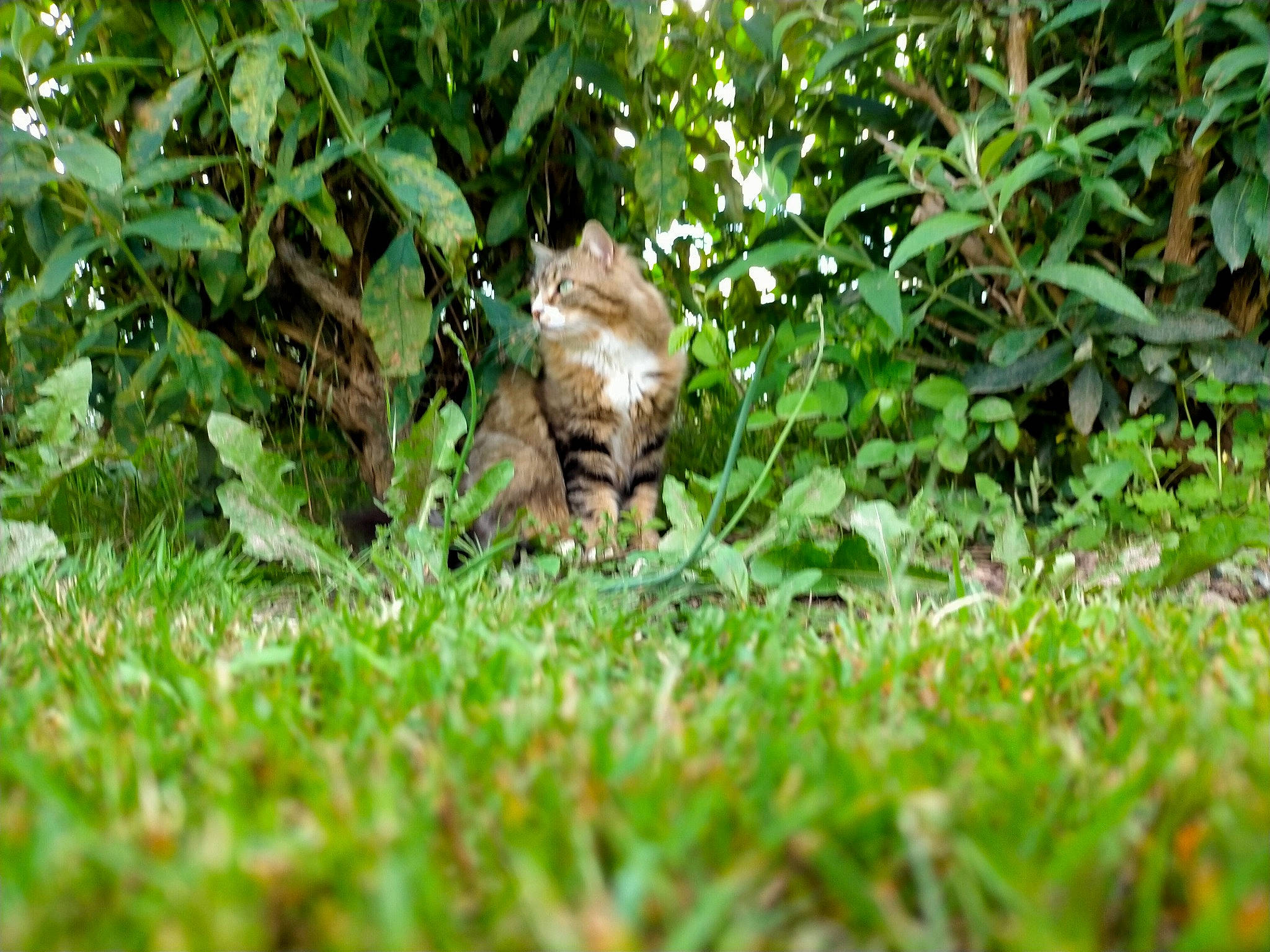 Meeko a rejoint le concours — aidez-le/la à gagner de superbes lots ! carnivore, fawn, felidae, flowering_plant, garden, grass, grass_family, grassland, groundcover, herb, plant, rodent, small_to_medium_sized_cats, soil, sporting_group, tail, terrestrial_animal, terrestrial_plant, whiskers, wildlife