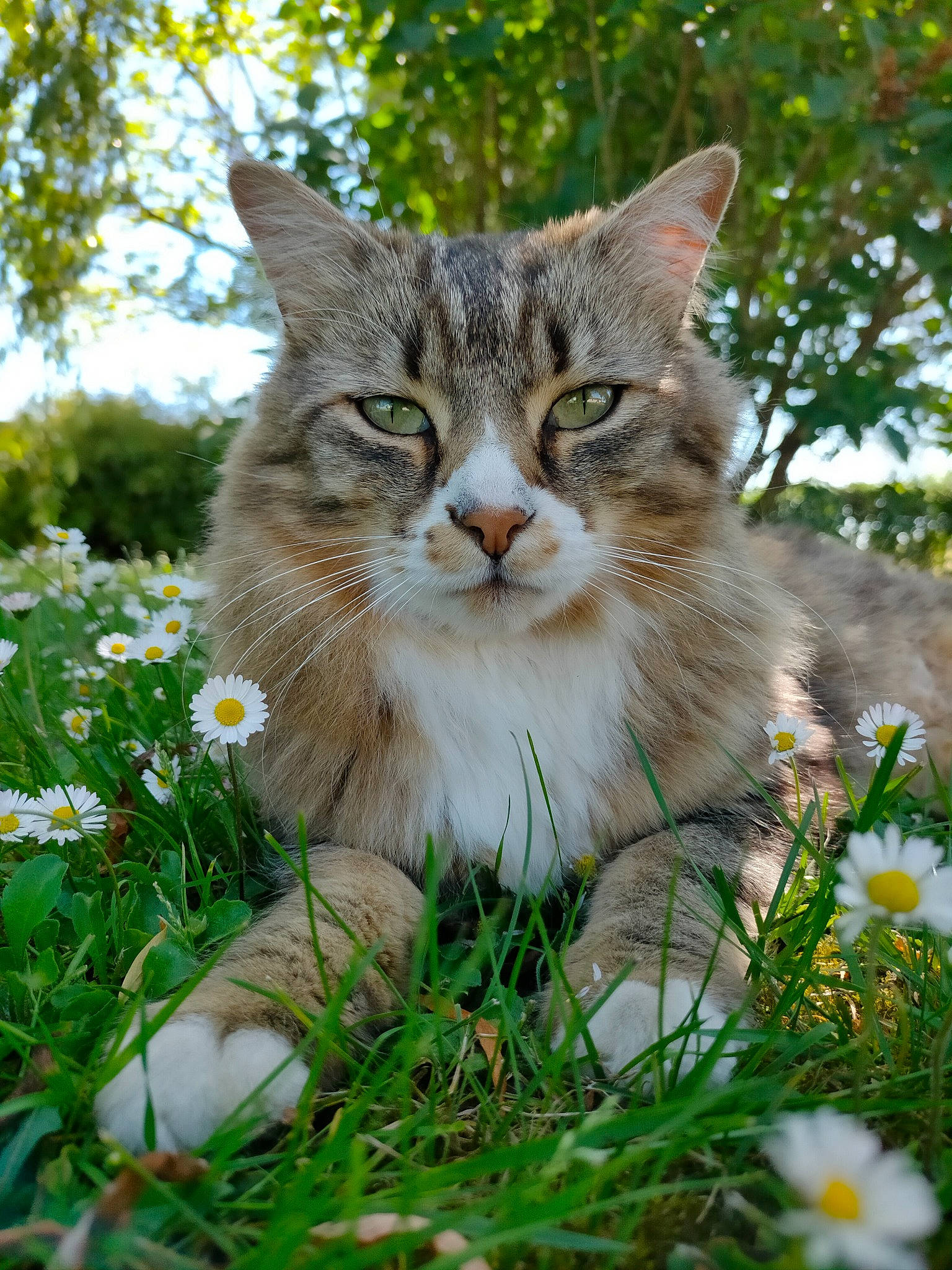 Meeko a rejoint le concours — aidez-le/la à gagner de superbes lots ! carnivore, cat, domestic_short_haired_cat, fawn, felidae, flower, flowering_plant, fur, garden, grass, groundcover, herbaceous_plant, natural_landscape, plant, small_to_medium_sized_cats, snout, sunlight, terrestrial_animal, tree, whiskers