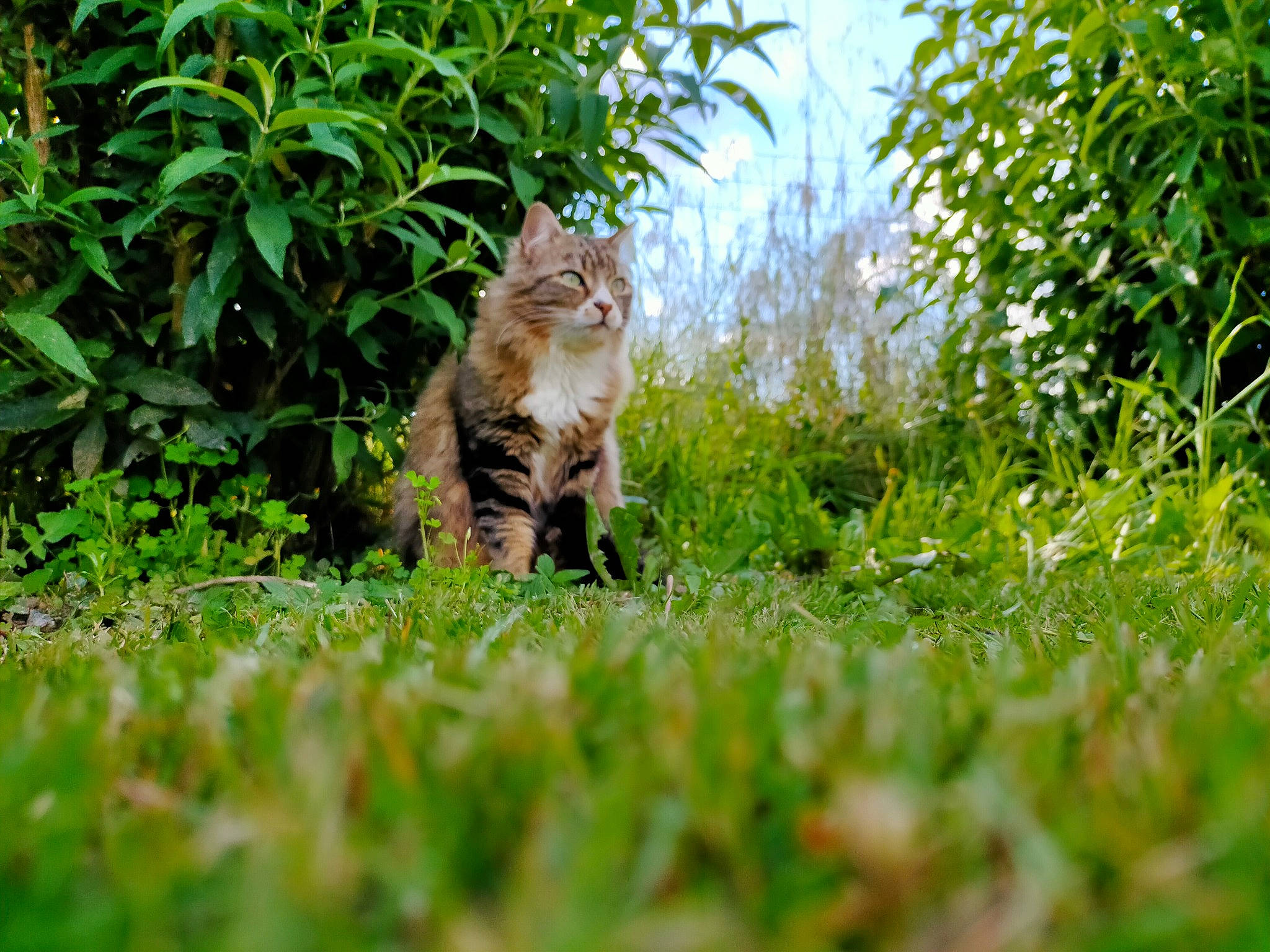 Meeko a rejoint le concours — aidez-le/la à gagner de superbes lots ! carnivore, cat, domestic_short_haired_cat, fawn, felidae, fur, grass, grass_family, grassland, groundcover, natural_landscape, plant, shrub, sky, small_to_medium_sized_cats, tail, terrestrial_animal, whiskers, wildlife, wood
