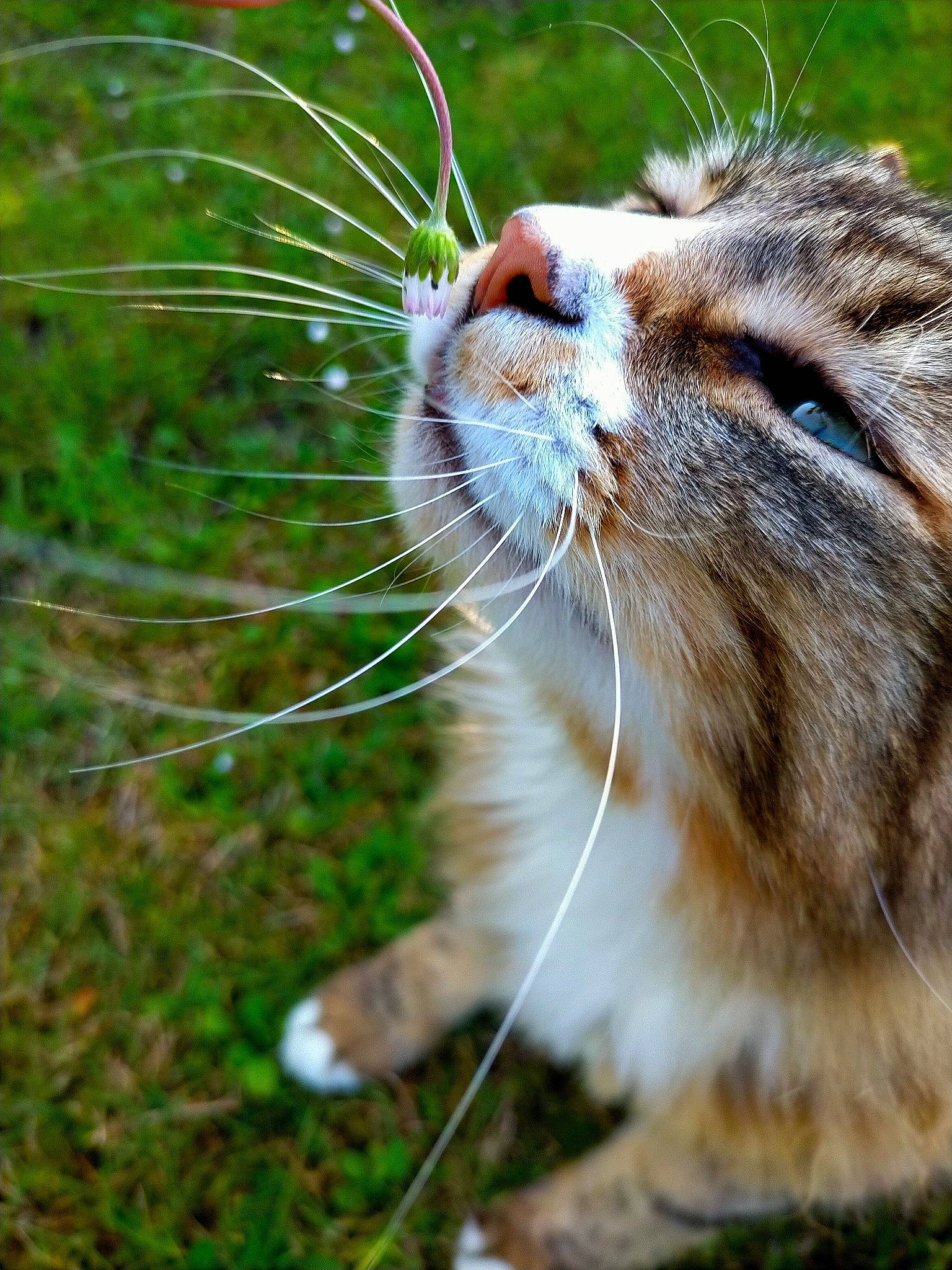 Meeko participe au concours pour gagner de l'argent avec cette photo : carnivore, cat, claw, domestic_short_haired_cat, fawn, felidae, fur, grass, paw, plant, small_to_medium_sized_cats, snout, tail, terrestrial_animal, tree, whiskers, wildlife