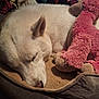 animal, bed, closeup, comfort, cozy, cushion, dog, ears, fur, indoor, nose, pet, pink_toy, quiet, relaxation, resting, sleeping, soft_toy, stuffed_toy, white_dog
