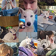 Simba joined the competition — help win amazing prizes! blanket, car_interior, child, collage, couch, cuddle, dog, face, floor, grass, kiss, love, outdoor, person, pet, puppy, sleeping, toy, white_dog, woman