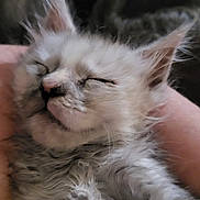 Rose is registered to the contest to win money with this photo: kitten, sleeping, fluffy, fur, pet, cute, animal, hand, closeup, rest, domestic_cat, whiskers, soft, adorable, indoor, young, face, feline, relaxed, cozy