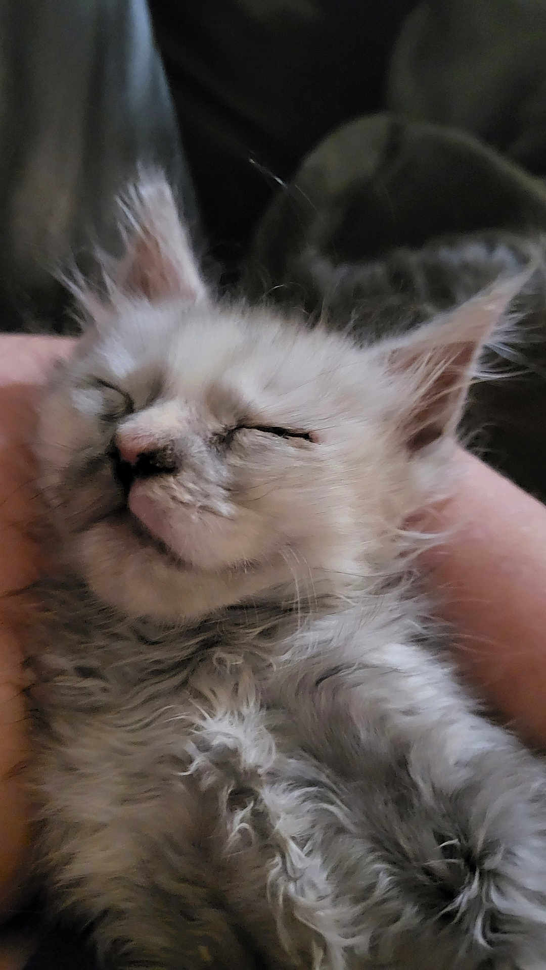 Rose is registered to the contest to win money with this photo: kitten, sleeping, fluffy, fur, pet, cute, animal, hand, closeup, rest, domestic_cat, whiskers, soft, adorable, indoor, young, face, feline, relaxed, cozy