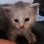 Rose joined the competition — help win amazing prizes! animal, background, cat, closeup, curious, cute, ears, face, feline, furry, human_arm, indoor, kitten, paw, pet, soft, texture, wall, whiskers, young