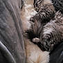 cat, cats, sleeping, cuddling, fluffy, feline, pet, indoor, blanket, couch, cozy, fur, resting, relaxing, closeup, animal, domestic, companion, cute, snuggling