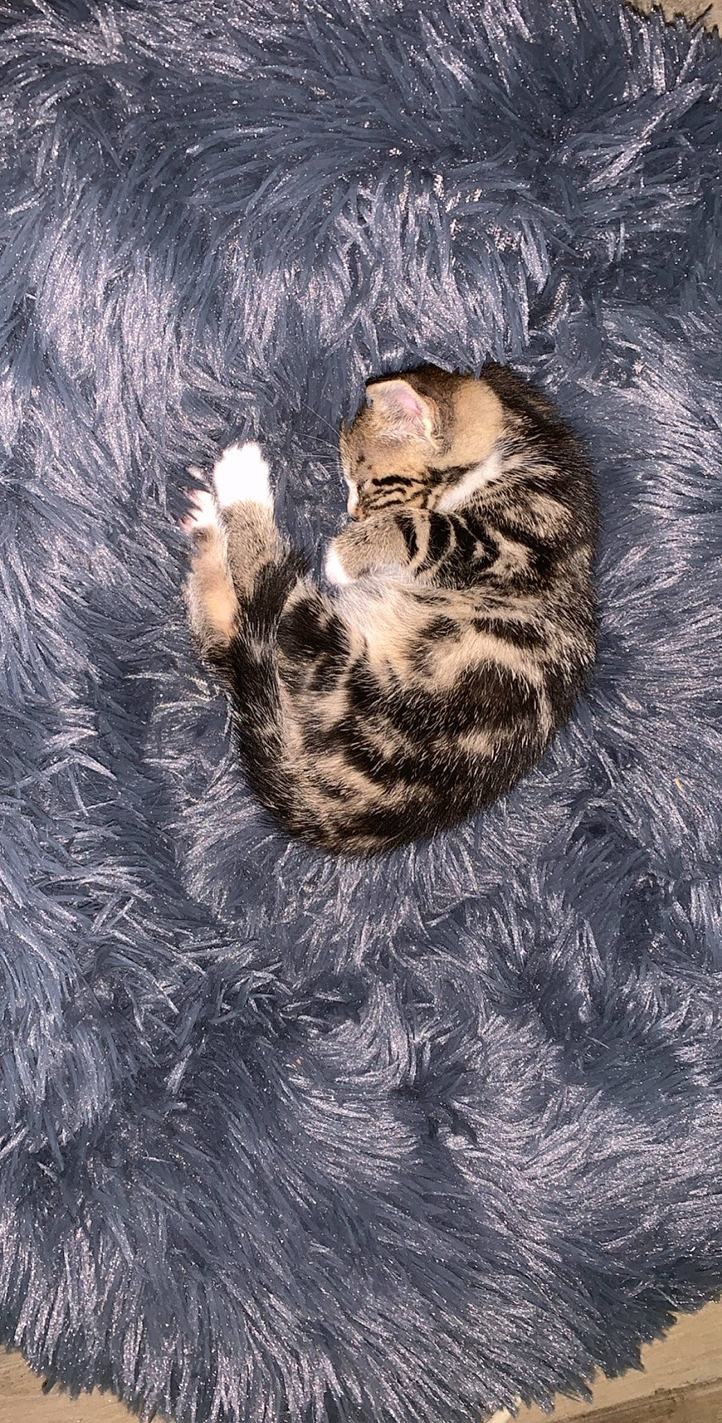 Rosie a rejoint le concours — aidez-le/la à gagner de superbes lots ! art, carnivore, cat, claw, domestic_short_haired_cat, drawing, felidae, fur, grey, organism, painting, pattern, paw, small_to_medium_sized_cats, snout, tail, terrestrial_animal, tree, whiskers, wildlife