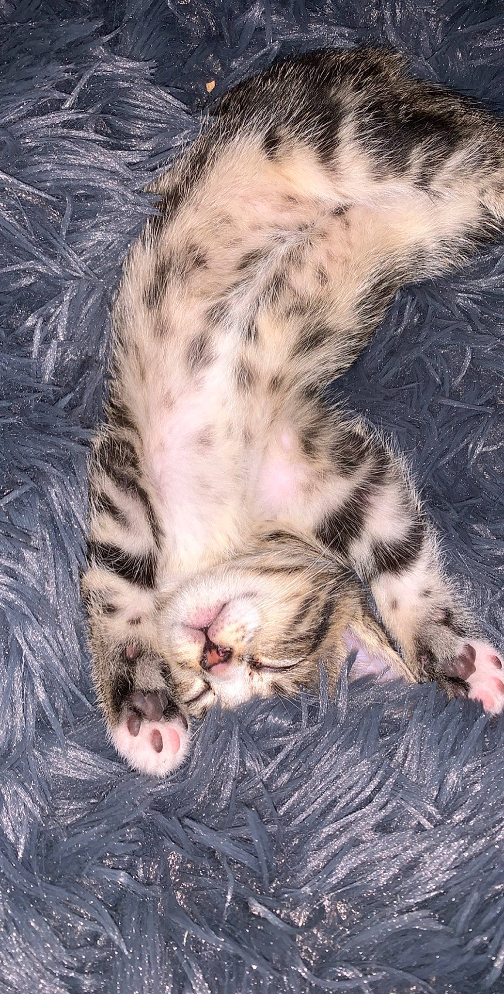 Rosie participe au concours pour gagner de l'argent avec cette photo : carnivore, cat, claw, close_up, comfort, domestic_short_haired_cat, fawn, felidae, foot, fur, gesture, grass, nap, pattern, paw, small_to_medium_sized_cats, snout, tail, terrestrial_animal, whiskers