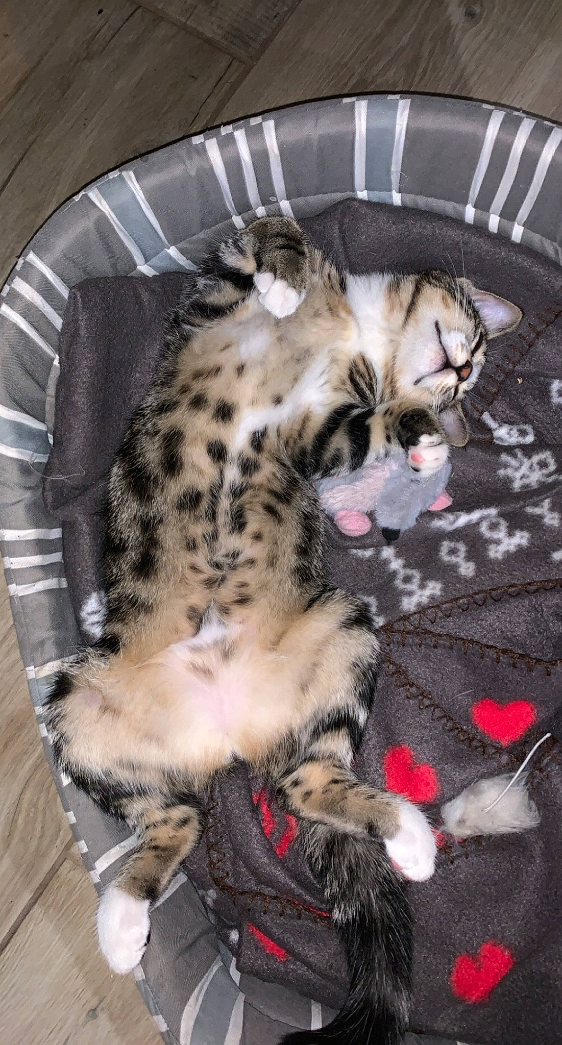 Rosie a rejoint le concours — aidez-le/la à gagner de superbes lots ! bed, big_cats, canidae, carnivore, cat, claw, comfort, companion_dog, dog_breed, domestic_short_haired_cat, fawn, felidae, fur, mammal, paw, small_to_medium_sized_cats, snout, tail, terrestrial_animal, whiskers