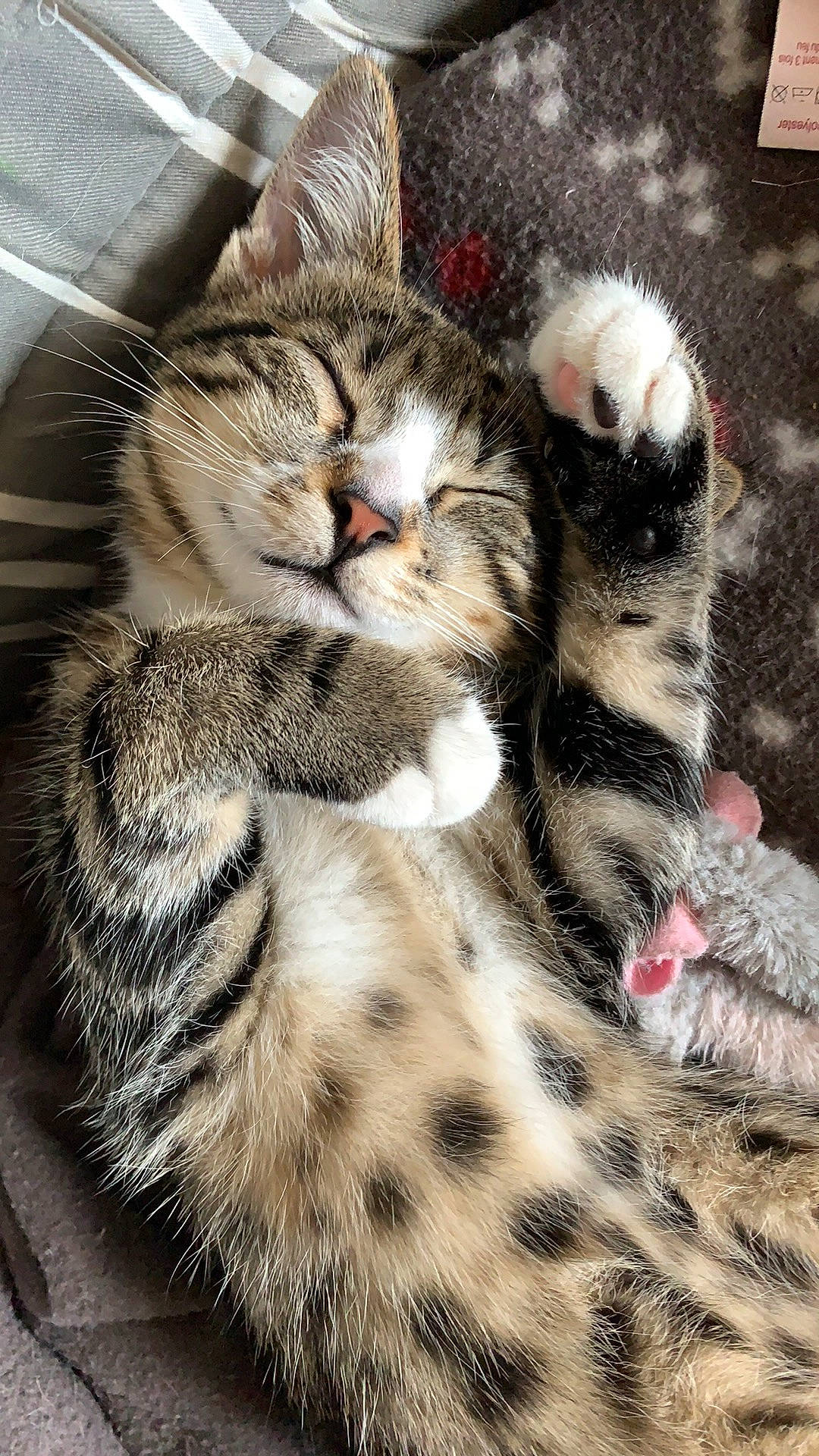 Rosie participe au concours pour gagner de l'argent avec cette photo : carnivore, cat, claw, comfort, domestic_short_haired_cat, event, fawn, felidae, foot, fur, nap, pattern, paw, sleep, small_to_medium_sized_cats, snout, tail, terrestrial_animal, whiskers, wildlife