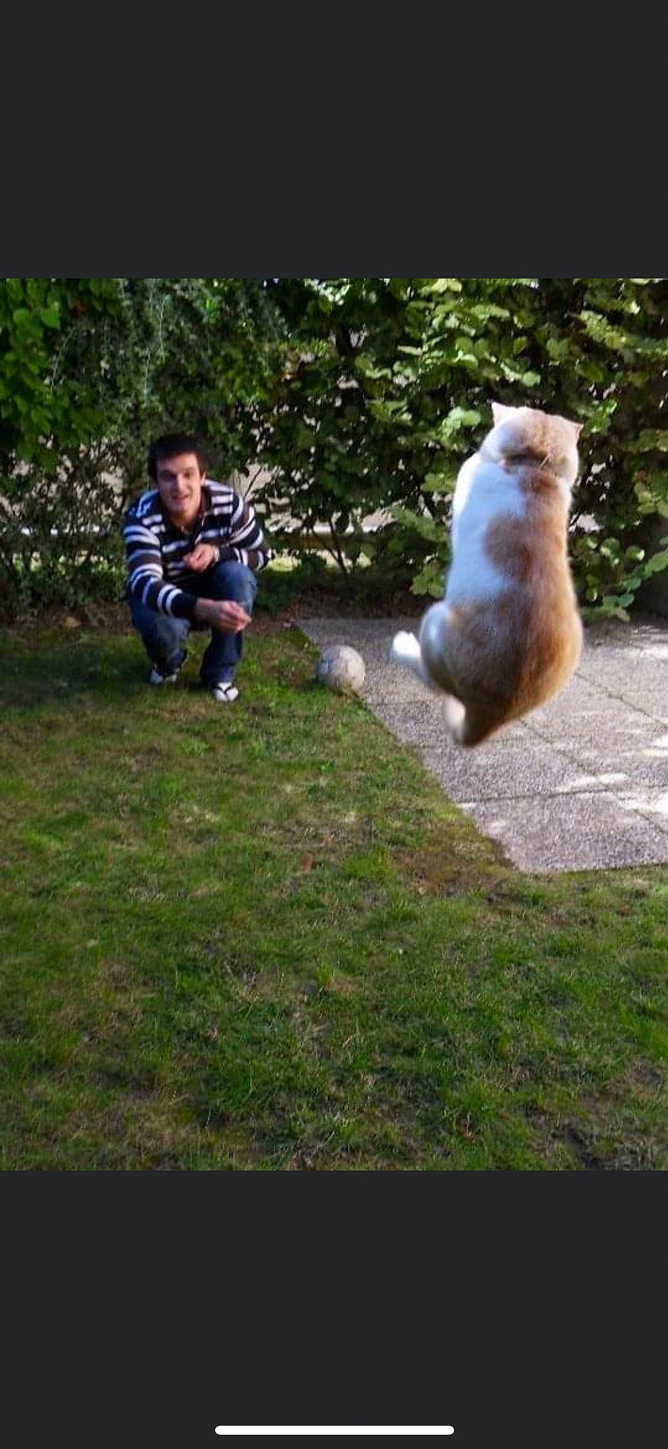 Crispy a rejoint le concours — aidez-le/la à gagner de superbes lots ! canidae, carnivore, cat, companion_dog, dog_breed, fawn, felidae, grass, landscape, lawn, leisure, people_in_nature, plant, recreation, sitting, small_to_medium_sized_cats, sporting_group, tail, tree, whiskers