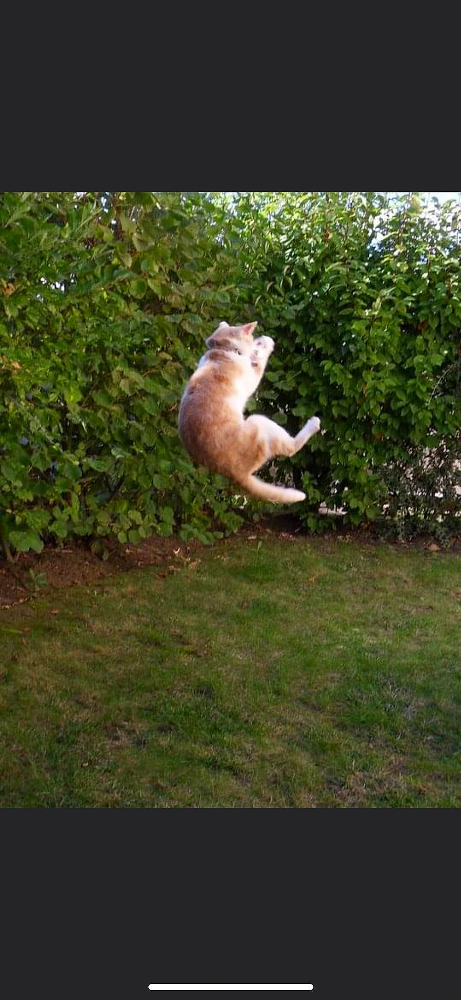 Crispy a rejoint le concours — aidez-le/la à gagner de superbes lots ! art, canidae, carnivore, cat, companion_dog, dog_breed, fawn, felidae, fur, garden, grass, paw, plant, small_to_medium_sized_cats, sporting_group, tail, terrestrial_animal, tree, whiskers, wood