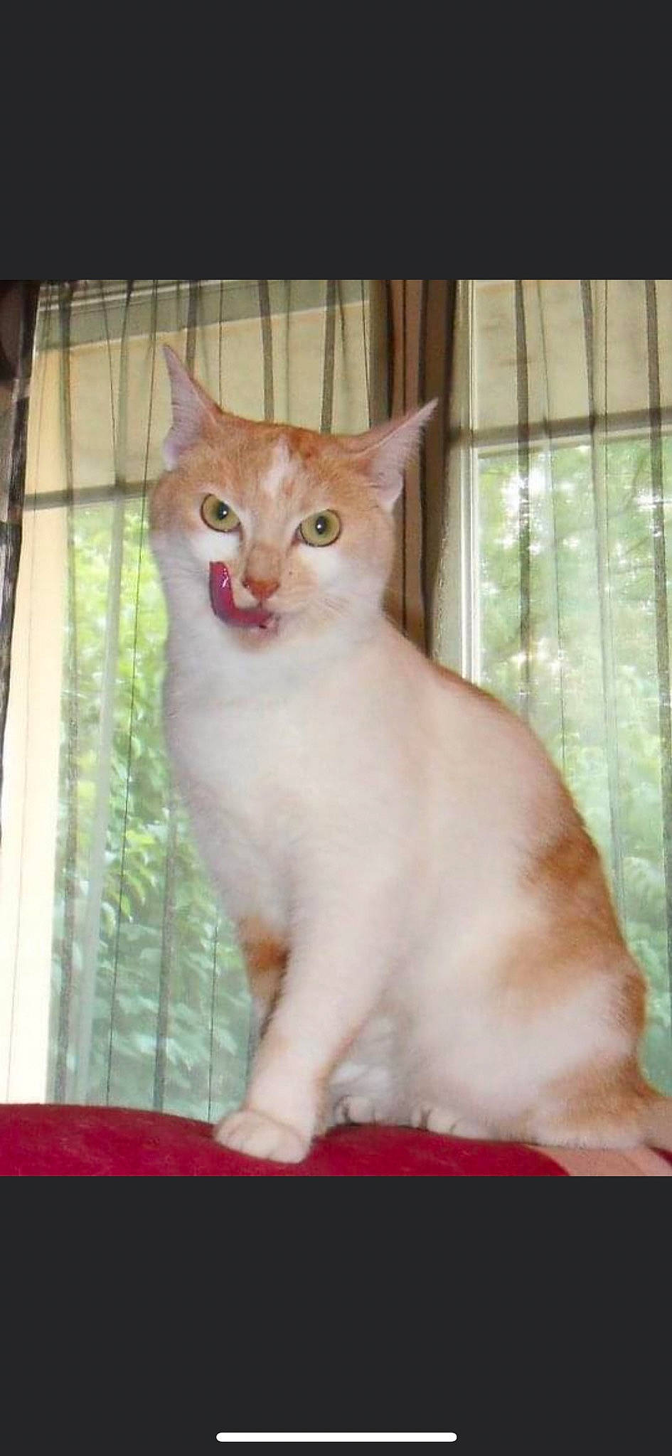 Crispy a rejoint le concours — aidez-le/la à gagner de superbes lots ! carnivore, cat, domestic_short_haired_cat, fawn, felidae, fixture, fur, small_to_medium_sized_cats, snout, tail, terrestrial_animal, whiskers, window