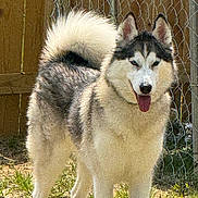 Roxy joined the competition — help win amazing prizes! dog, siberian_husky, animal, pet, outdoor, fence, grass, sunlight, canine, tongue_out, tail, fur, standing, yard, nature, playful, happy, domestic_animal, mammal, cute