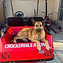 Rufus joined the competition — help win amazing prizes! dog, german_shepherd, red_golf_cart, outdoor, sunlight, backyard, vehicle, pet, collar, license_tag, concrete_floor, window, mini_bike, tools, fence, shadow, relaxed, animal, two_seater, resting