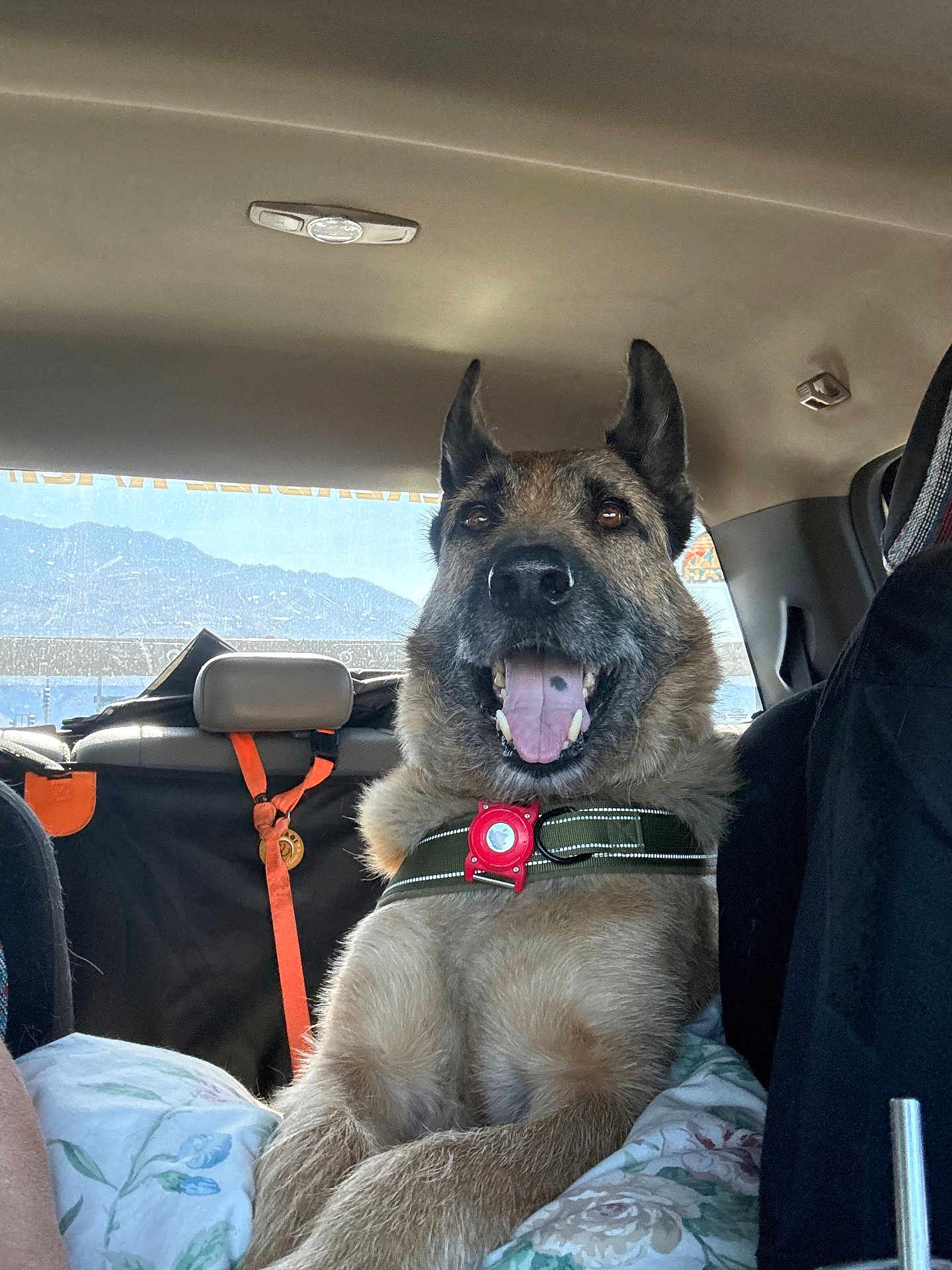 Rufus is registered to the contest to win money with this photo: dog, german_shepherd, car_interior, backseat, collar, tongue_out, ears_up, mountains, window, seatbelt, travel, pet, canine, happy, resting, sunlight, fabric, seat, leash, companion
